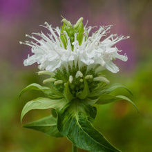 Schneewittchen (Tomato Solanum lycopersicum white heirloom vegetable) for planting in garden