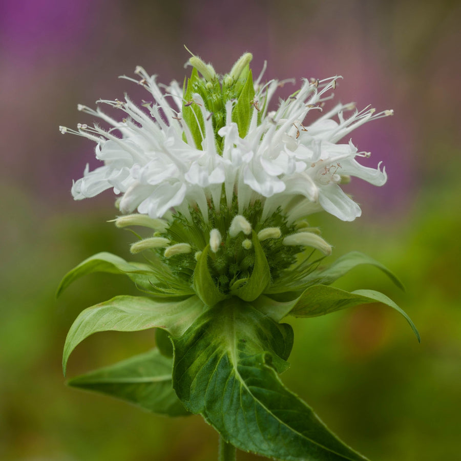 Schneewittchen (Tomato Solanum lycopersicum white heirloom vegetable) for planting in garden