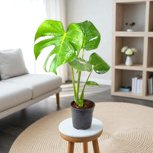 White Monstera Plant Seeds,  Ornamental Garden Plant for Home Gardening