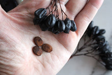 Nannyberry Seeds (Viburnum lentago) for long-term planting in the edible and wildlife-friendly gardens