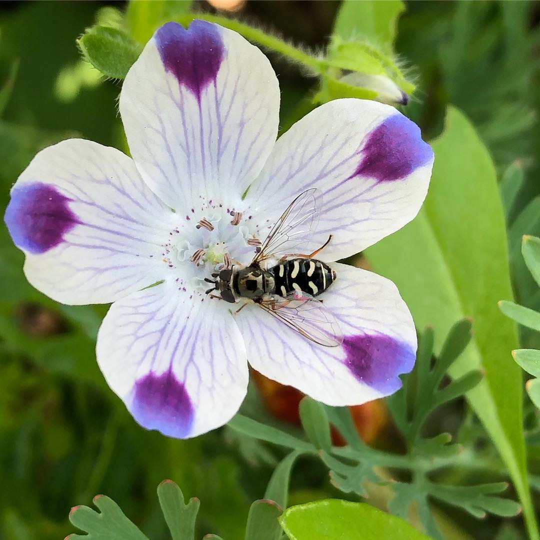 Baby Blue Eyes (Nemophila maculata) seeds for garden planting
