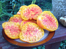 Northern Lights Tomato Seeds (Solanum lycopersicum) for a reliable harvest in the vibrant garden displays