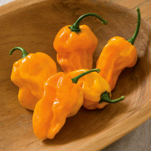 Numex Suave Orange Pepper Seeds valued by growers for sweet, Mild Orange Peppers