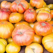 Copia Tomato Seeds prized among growers for sweet, Juicy Heirloom Tomatoes