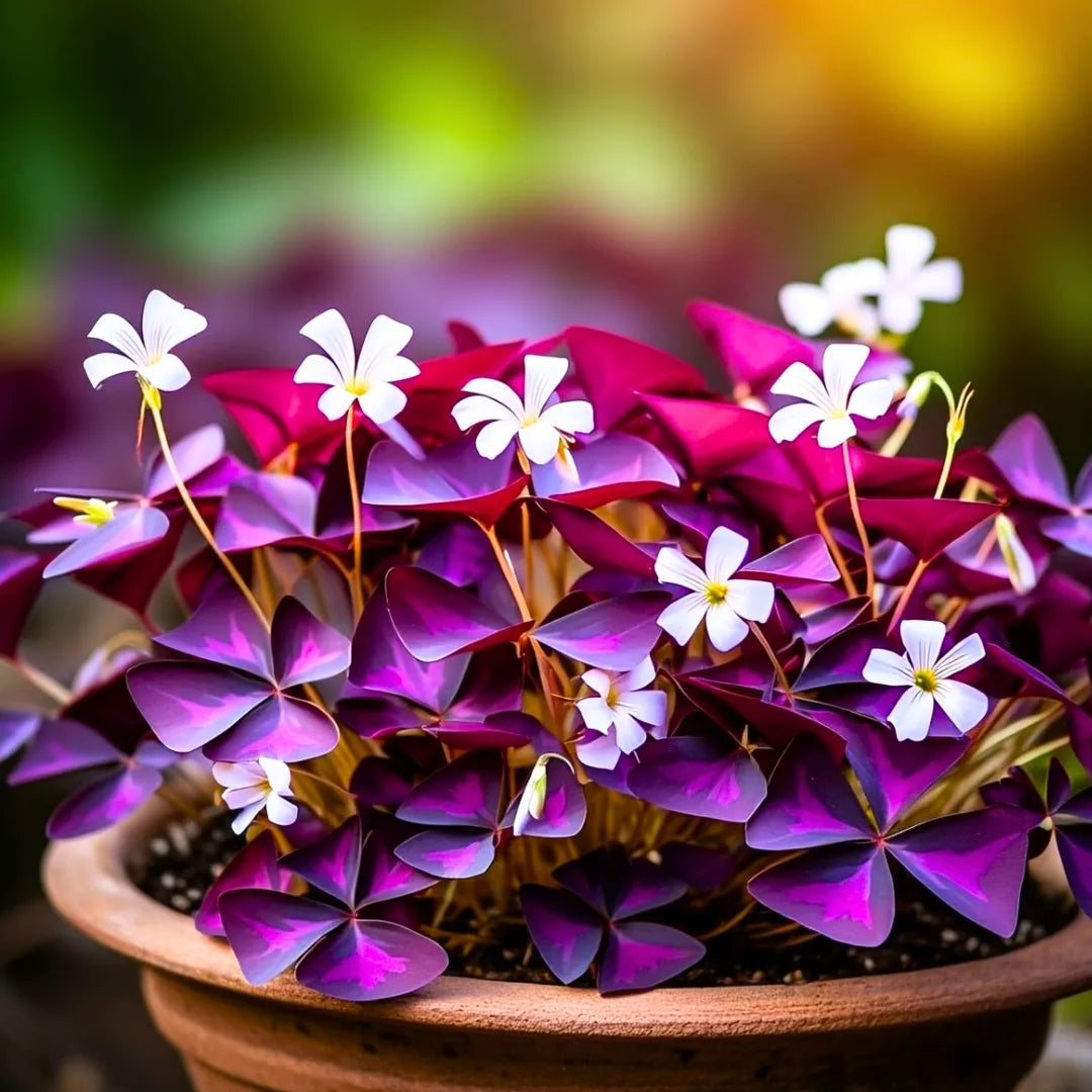 Purple Oxalis Flower Seeds et  Ornamental Garden Plant Premium Quality Seeds