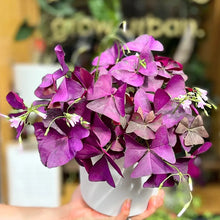 Purple Oxalis Flower Seeds et  Ornamental Garden Plant for Home Gardening