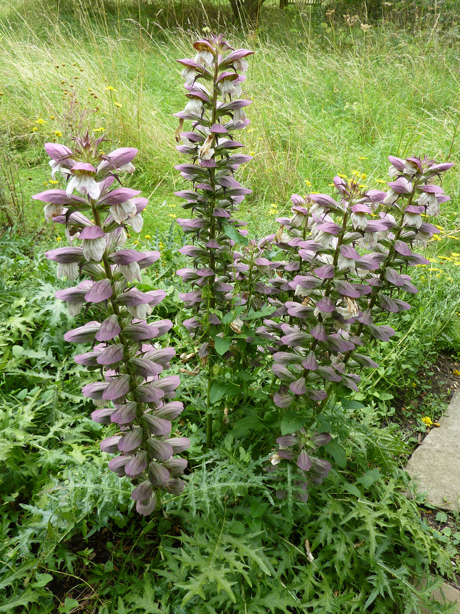 Spiny Acanthus Flowers Seeds for Ornamental Garden Foliage