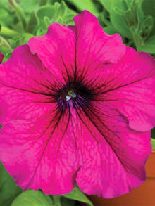 Petunia Grandiflora Prism Plum Sundae Seeds known for seasonal Displays