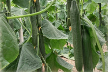 Cucumber Cucumis Sativus Dutch Seeds known for vertical Fresh Harvests