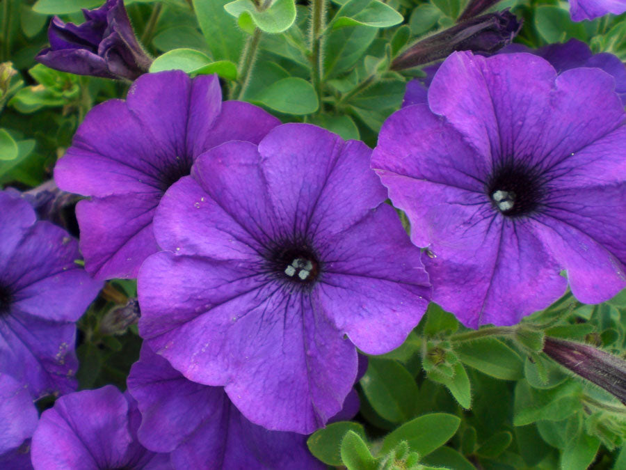 Petunia Petunia Hybrida Deep Blue Flower Seeds for Planting – Striking Blue Blooms for Container Gardens and Outdoor Spaces