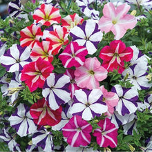 Petunia Ultra Rose Star Seeds valued for ultra-Vibrant Petunia Blooms
