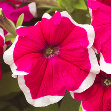 Petunia Hulahoop Rose Seeds grown for elegant Rose-Colored Petunias