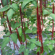 Long Red Bean Vegetable Seeds et  Ornamental Garden Plant Garden Plant Seeds