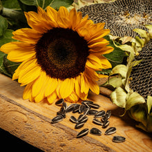 Sunflower Seeds (Helianthus annuus) for a bright addition to the Flower Bed & Garden