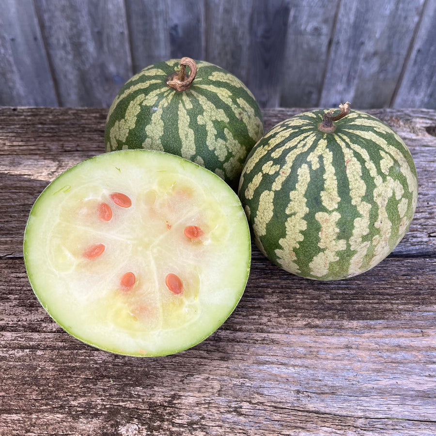 Red (Citron Watermelon Citrullus lanatus vegetable) for planting in garden