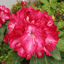 Rhododendron Rose Seeds for gardeners building out beds and borders