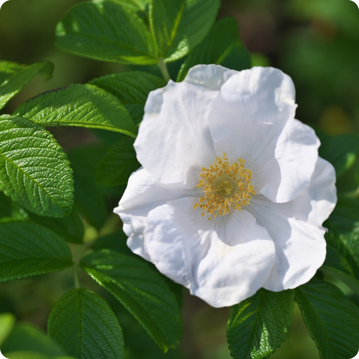 Rose Rosa Rugosa Albiflora White Rugosa Flower Seeds for Planting – Hardy Perennial for Garden Borders and Coastal Landscaping