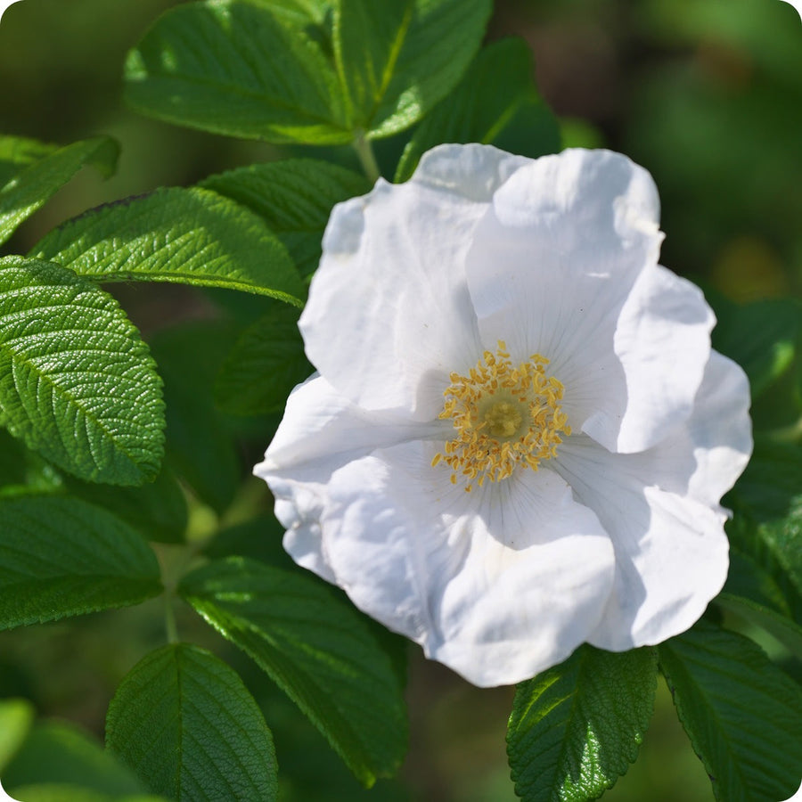 Rose Rosa Rugosa Albiflora White Rugosa Flower Seeds for Planting – Hardy Perennial for Garden Borders and Coastal Landscaping