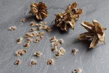 Rose of Sharon Seeds (Hibiscus syriacus) for growers filling out the backyard garden or privacy borders