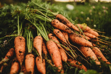 Carrot Daucus Carota and Radish Raphanus Sativus Orange Mix Seeds for a reliable harvest in the Kitchen Garden Use