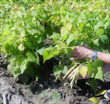 Bean Phaseolus Vulgaris Pink Half Runner Seeds for productive rows in the Kitchen Trellis Growing