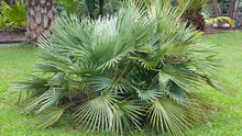 Sabal Small Plant Seeds for reliable seasonal color