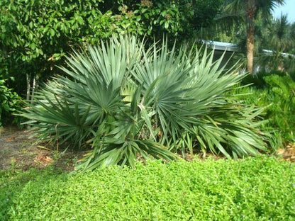 Sabal Small Plant for planting
