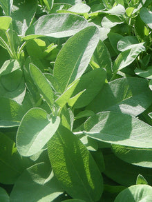 Green Sage Plants for cooks growing their own fresh herbs