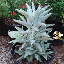 Impressive White Sage Seeds Magic Seeds Salvia Apiana Garden Seeds  Ornamental Garden Plant Garden Plant Seeds