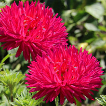 Red Duchess Aster Seeds prized for summer to Fall Color