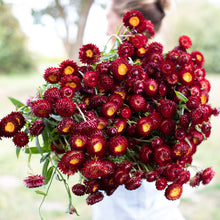 Crimson Elicriso Seeds (Helichrysum bracteatum) for a bright addition to the ornamental backyard gardens