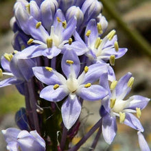 Scilla Natalensis Bluebell Flower Scilla natalensis for planting in flower bed