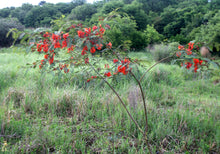 Sesbania Punicea Red Wisteria Seeds for a sweet addition to the home orchard