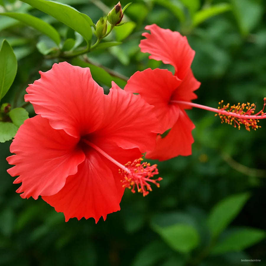 Giant Hardy Hibiscus Seeds for colorful blooms in the Garden, Courtyard, and Potted Planting