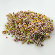 China Rose Rettichsamen Seeds grown for spicy, Flavorful Radishes