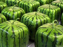 Watermelon Citrullus Lanatus Square Seeds valued by growers for backyard Fruit Harvest