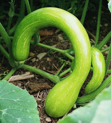 Tromba Albenga Squash Seeds known for unique Long Squash Varieties