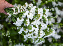White Semi Statice Seeds prized for elegant White Statice Blooms