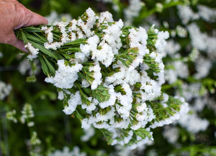 White Semi Statice Seeds prized for elegant White Statice Blooms