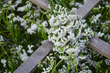 White Semi Statice Seeds prized for elegant White Statice Blooms
