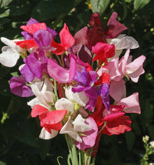 Royal Sweet Pea Mix Seeds for productive rows in the Container Planting
