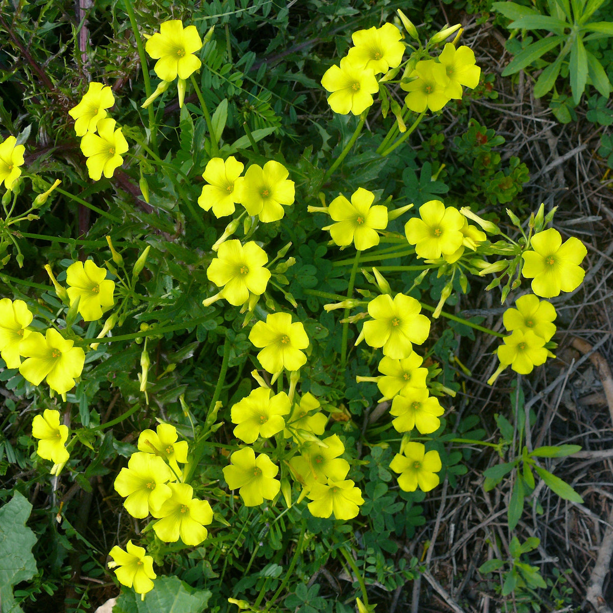 Yellow Wood Sorrel Seeds  Ornamental Garden Plant Premium Quality Seeds