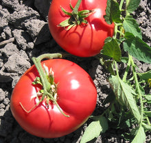Tomato Solanum Lycopersicum Pink Missouri Mystery Seeds for a reliable harvest in the Garden Fresh Eating
