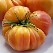 Northern Lights Tomato Seeds (Solanum lycopersicum) for a reliable harvest in the vibrant garden displays