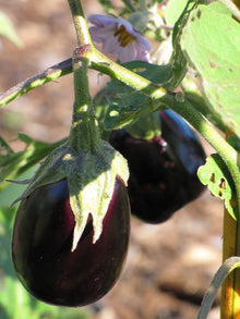 Black Beauty Eggplant Fresh Garden  Ornamental Garden Plant Premium Quality Seeds