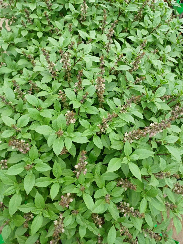 Basil Plants for cooks growing their own fresh herbs