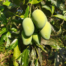 Dwarf Mango Seeds Bonsa Sweet Tree Rare Plants  Ornamental Garden Plant Garden Plant Seeds