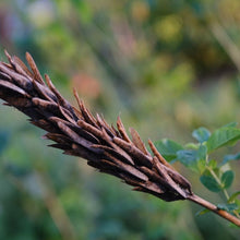 Carolina Lupine Seeds (Lupinus spp.) for a lasting display in the Flower Bed