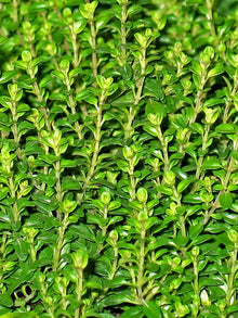 Thyme Plants for a fragrant addition to the herb patch