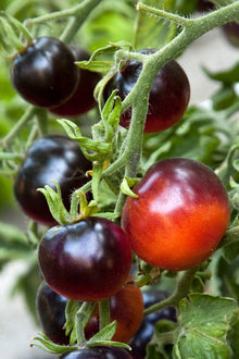 Indigo Rose Tomato Seeds (Solanum lycopersicum) for a fresh homegrown crop from the shaded kitchen garden beds